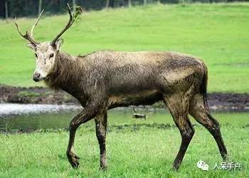 熊猫还是中国一级保护动物吗,秦金丝猴是国家一级保护动物