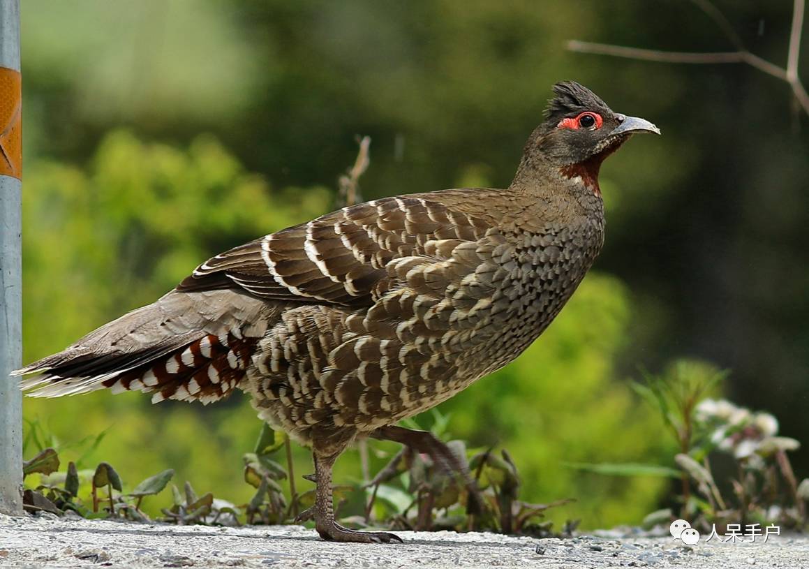 熊猫还是中国一级保护动物吗,秦金丝猴是国家一级保护动物