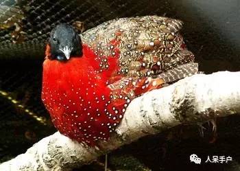 熊猫还是中国一级保护动物吗,秦金丝猴是国家一级保护动物