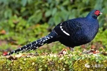 熊猫还是中国一级保护动物吗,秦金丝猴是国家一级保护动物