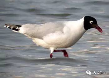 熊猫还是中国一级保护动物吗,秦金丝猴是国家一级保护动物