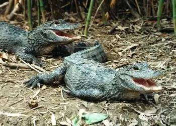 熊猫还是中国一级保护动物吗,秦金丝猴是国家一级保护动物