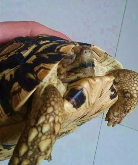 陆龟为什么不喜欢爬箱,陆龟为什么不好养活