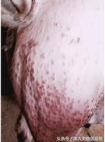 猪红皮病治疗,育肥猪皮炎是什么引起的怎么治疗