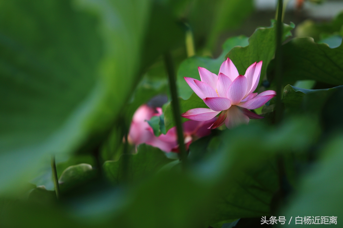 许昌市大美莲城,许昌大美莲城图片