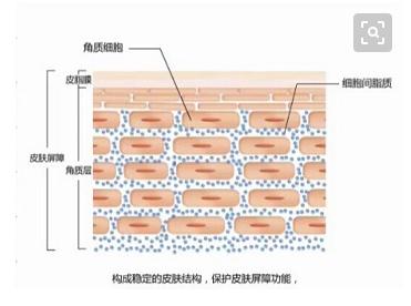 皮肤是敏感肌容易过敏怎么修复,敏感肌过敏是什么症状