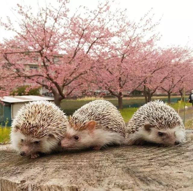 不去看樱花去看海,不去看樱花看西府海棠