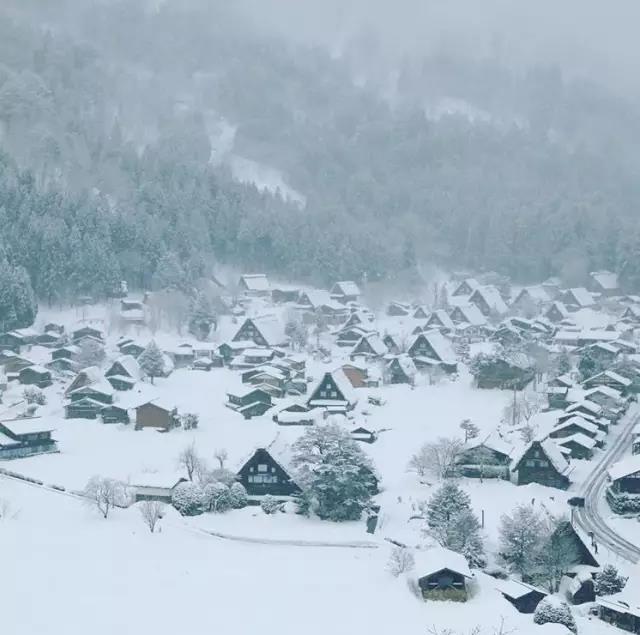 不去看樱花去看海,不去看樱花看西府海棠