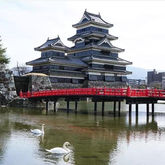 不去看樱花去看海,不去看樱花看西府海棠