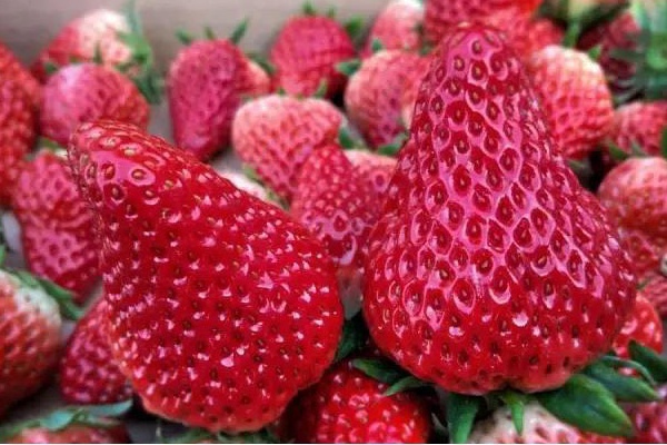 昌平采摘草莓,昌平草莓采摘