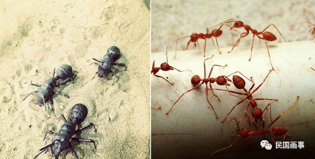 鬼吹灯真人真事吗,鬼吹灯的真相