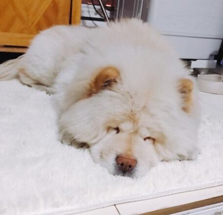 不小心踩到狗它会记仇吗,不小心踩到狗狗它一直呲牙