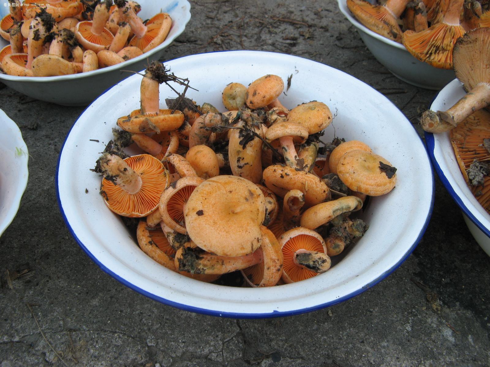 一种抗肉瘤、治糖尿病、美颜的菌菇，只有特定的月份里才有哦