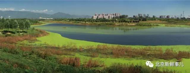 北京植物园踏青赏花,踏青赏花北京