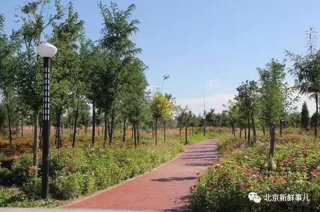 北京植物园踏青赏花,踏青赏花北京