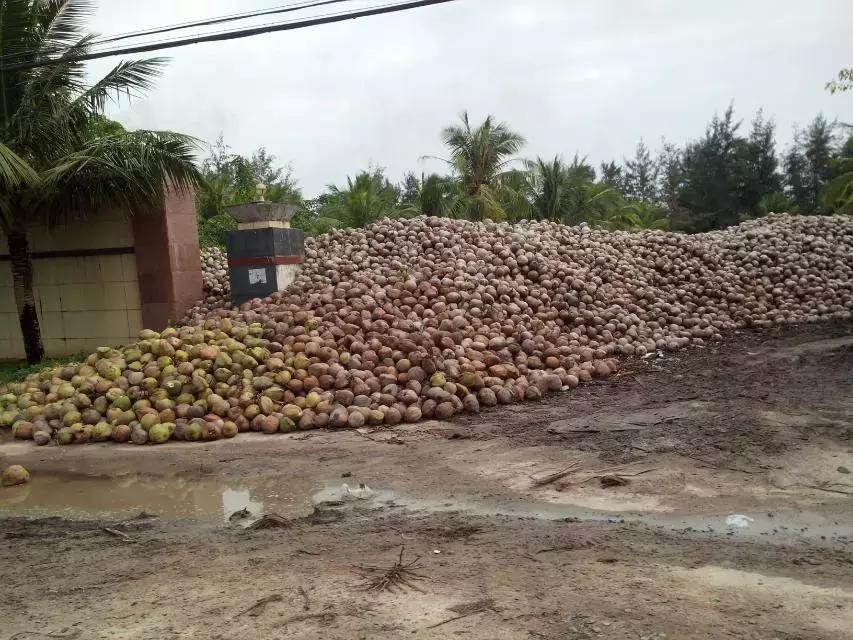 海南环岛自由行攻略最详细,海南环岛骑车多少公里