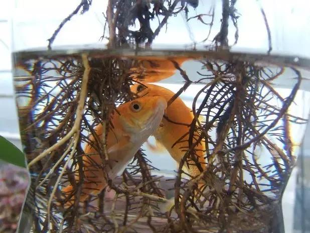 室内用水养的花,一帆风顺花可以直接用水养