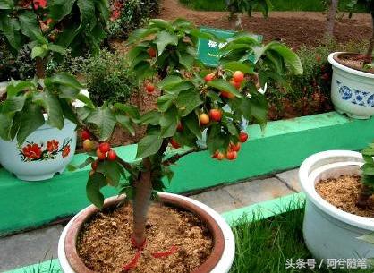 农村5万元创业项目推荐,农村适合穷人的18个创业项目