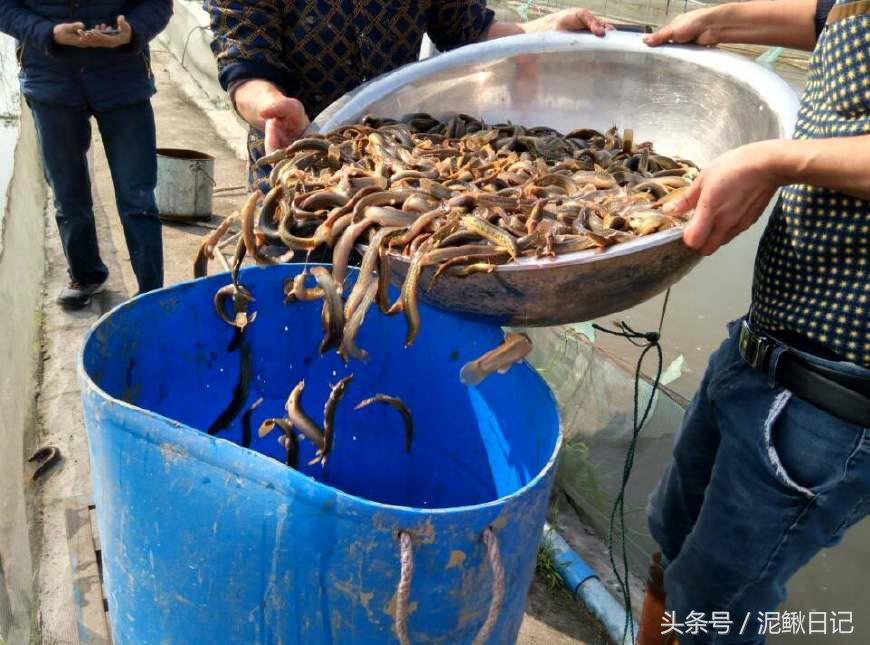 为什么泥鳅没有黄鳝的销路好,泥鳅黄鳝哪个价格贵