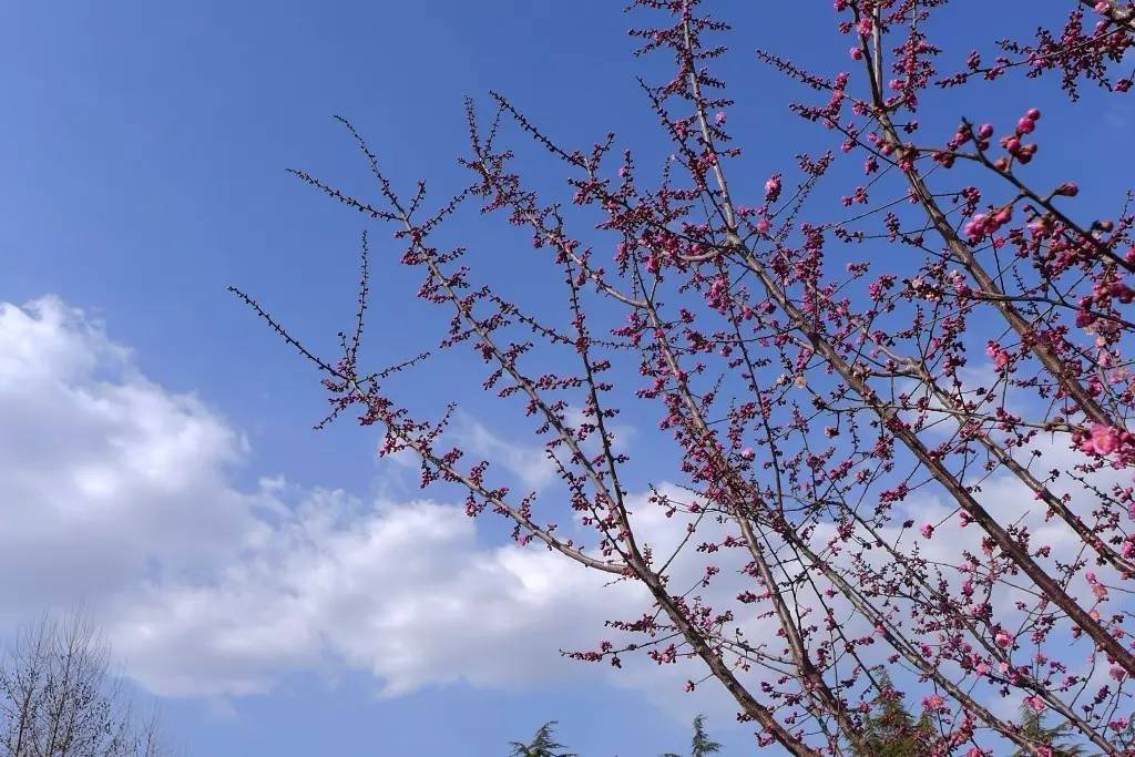 印象渭南:情寄雪梅