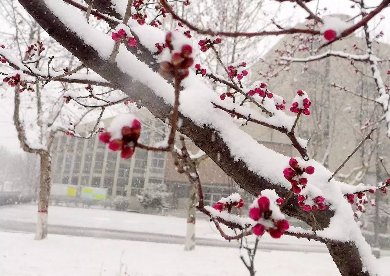 印象渭南:情寄雪梅