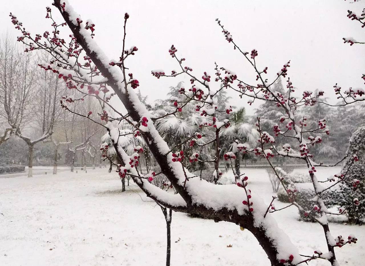 印象渭南:情寄雪梅