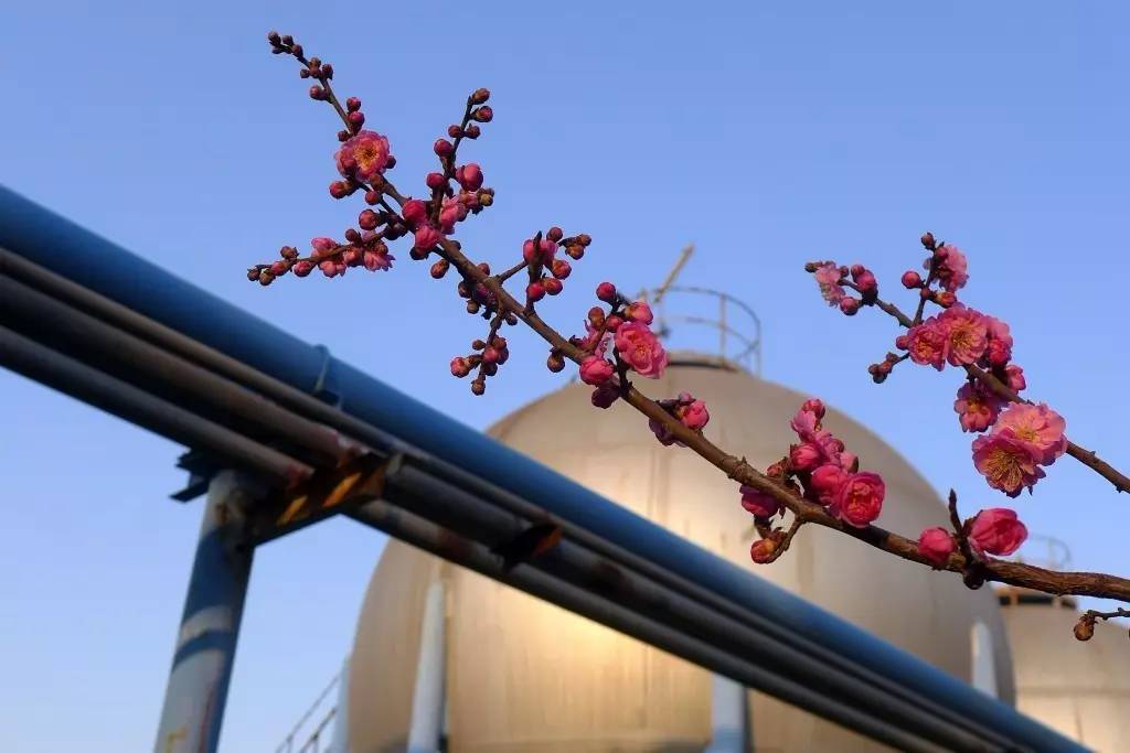 印象渭南:情寄雪梅