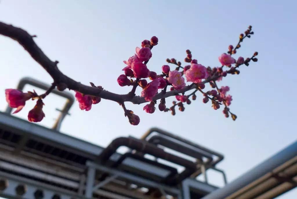 印象渭南:情寄雪梅