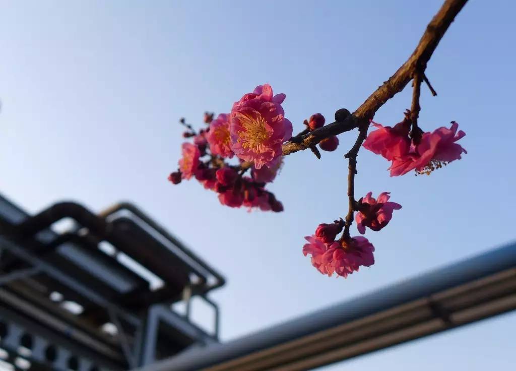 印象渭南:情寄雪梅