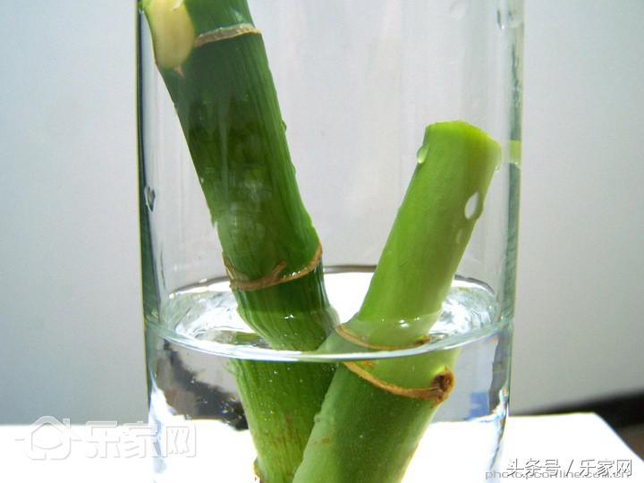 富贵竹怎么养才能更旺盛小技巧,富贵竹红的可以和绿的一起养