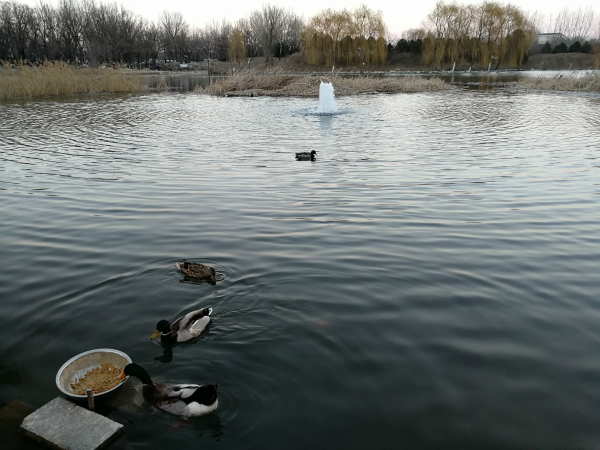 荣耀v9手机评测视频,荣耀v9测评对比荣耀8x