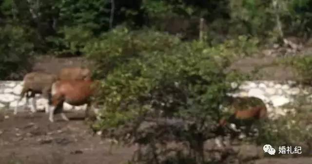 花2万拍婚纱照冤不冤,花了2万块钱拍婚纱照