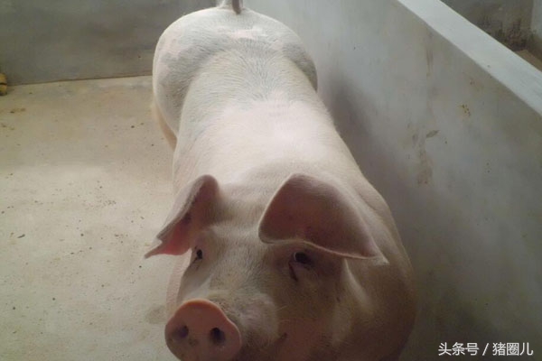 母猪返情天数判断,母猪返情是什么原因