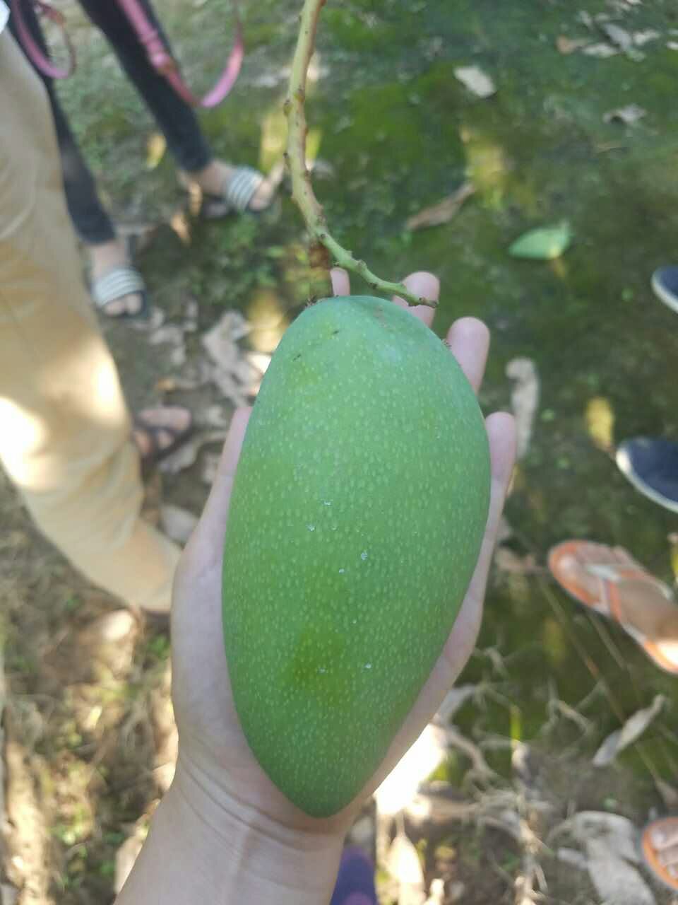 越南大青芒的最佳吃法,越南大青芒的味道