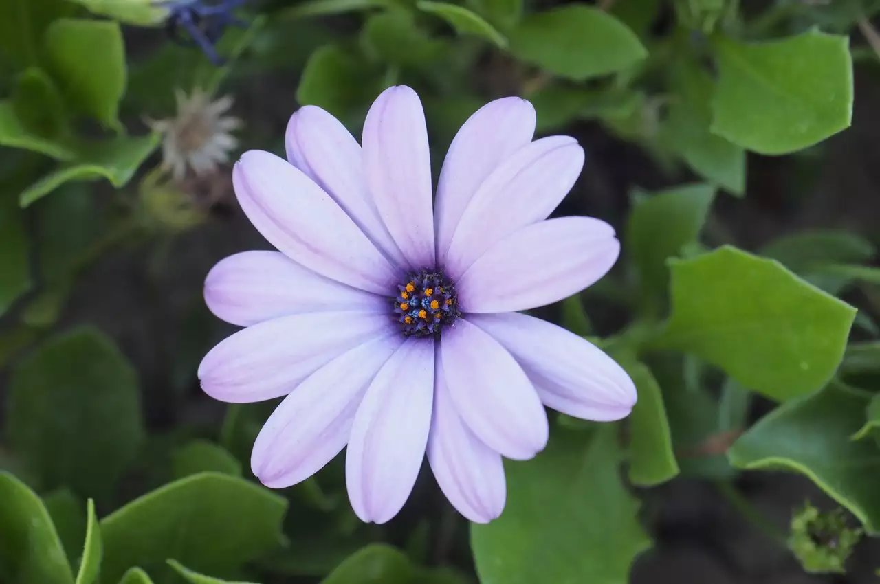 M4/3微单系统中,最适合摄影旅行的三款便携相机