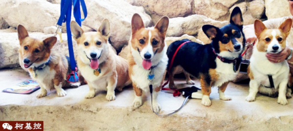 失格的柯基犬会怎么样,失格的柯基合适繁殖吗