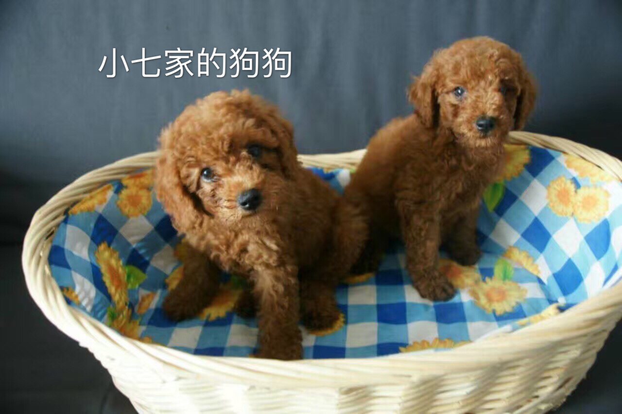 用笼子饲养泰迪,比熊和泰迪饲养