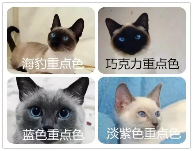 偷偷挖煤的暹罗猫,我家的暹罗猫脸不黑