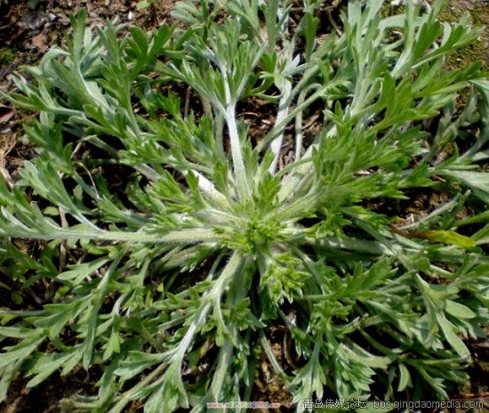 野菜白蒿什么时候才有啊,野菜白蒿泡水有哪些好处