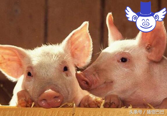 怎么挑选母猪奶量,如何鉴别母猪的皮薄厚