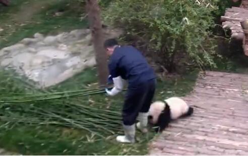 中国十大最火的外国网红,抖音百万网红姐弟抱大腿