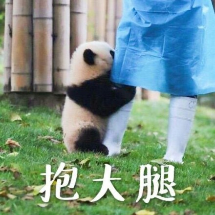 中国十大最火的外国网红,抖音百万网红姐弟抱大腿