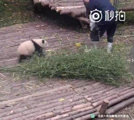 中国十大最火的外国网红,抖音百万网红姐弟抱大腿