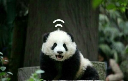 中国十大最火的外国网红,抖音百万网红姐弟抱大腿