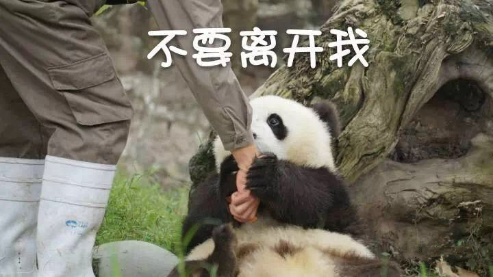 中国十大最火的外国网红,抖音百万网红姐弟抱大腿