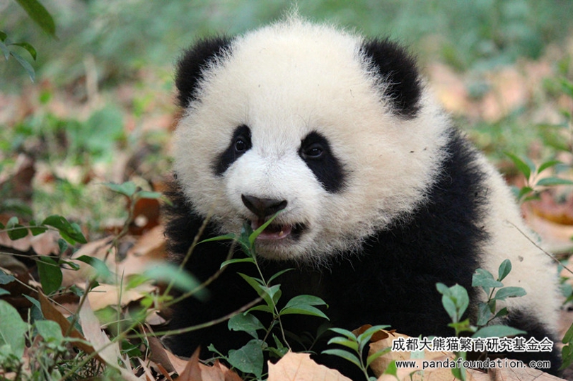 中国十大最火的外国网红,抖音百万网红姐弟抱大腿