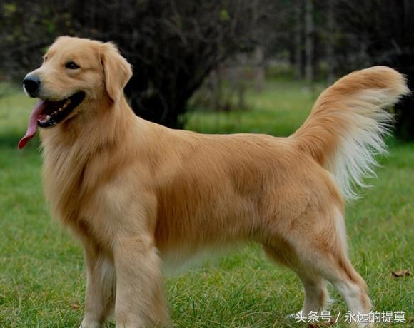 完美宠物有限公司,欢乐宠物金毛