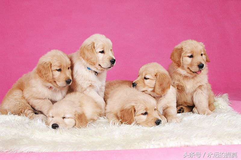 完美宠物有限公司,欢乐宠物金毛