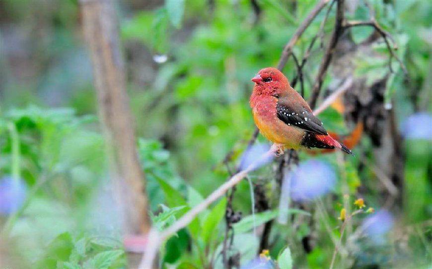 冯骥才老先生的《珍珠鸟》,关于吊兰养护,他这样说!