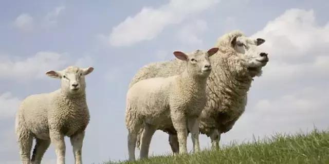 肉羊优良品种有哪些,马章全